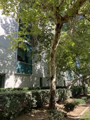 Platanus × hispanica