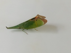 Odontoptera carrenoi