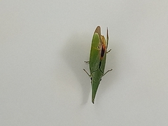 Odontoptera carrenoi