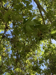 Platanus × hispanica