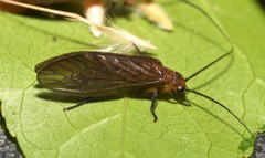 Protosialis americana