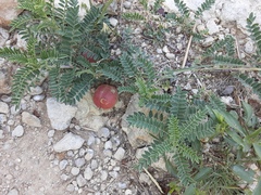Astragalus crassicarpus