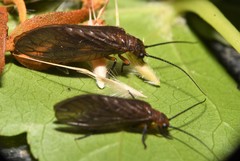 Protosialis americana