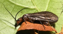 Protosialis americana