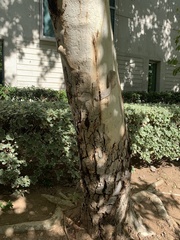 Platanus × hispanica