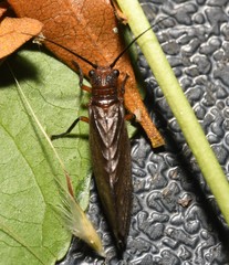 Protosialis americana