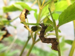 Thysanoplusia reticulata