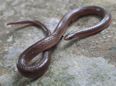 Carphophis amoenus helenae