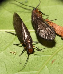 Protosialis americana