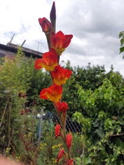 Gladiolus dalenii