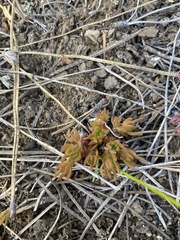 Sedum stenopetalum