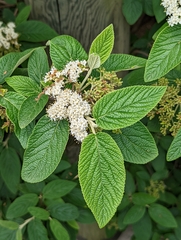Viburnum × rhytidophylloides