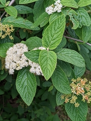 Viburnum × rhytidophylloides