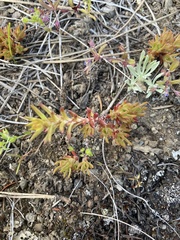 Sedum stenopetalum