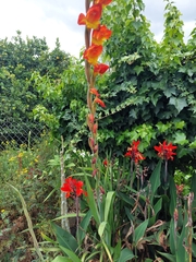 Gladiolus dalenii