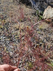 Cordylanthus tenuis brunneus