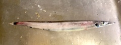 Arctozenus risso