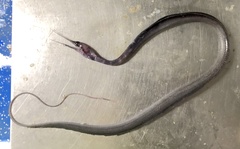 Nemichthys scolopaceus