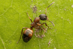 Dolichoderus plagiatus