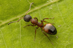 Dolichoderus plagiatus