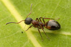 Dolichoderus plagiatus