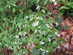 Hydrangea scandens