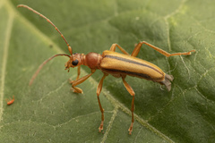 Rhagiini