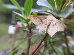 Semiothisops macariata