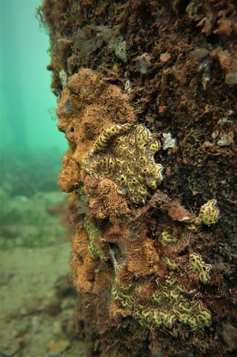 ladder ascidian, 5-7 Edith St, Edithburgh SA 5583, Australia, photo 8 of 10
