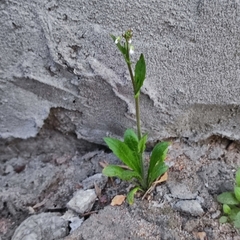 Capsella bursa-pastoris