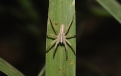 Neoctenus