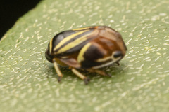 Clastoptera saintcyri