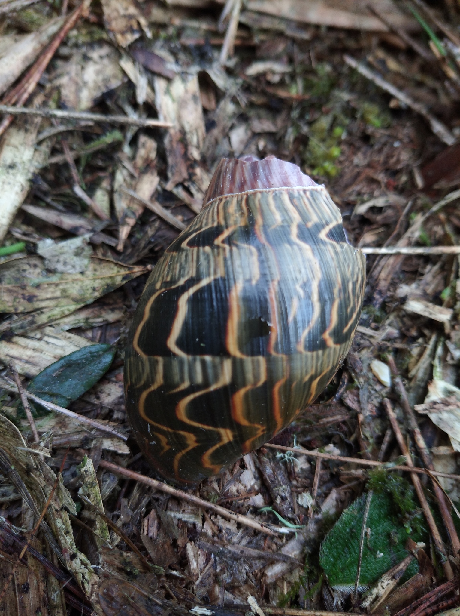 Sultana kellettii image