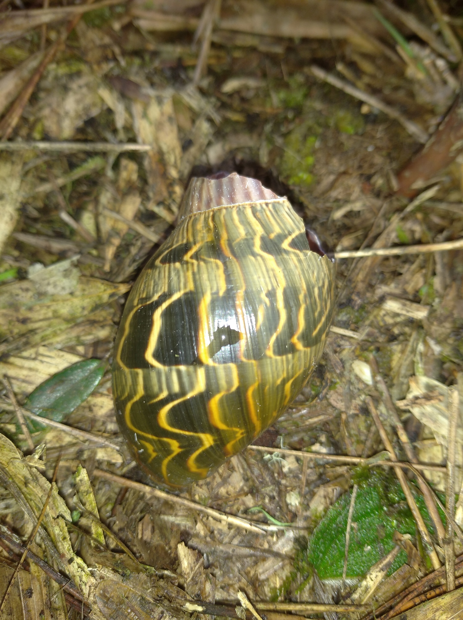 Orthalicidae image