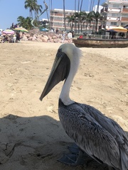 Pelecanus occidentalis