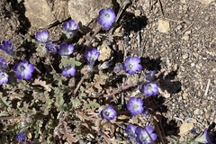 Phacelia douglasii