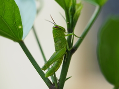 Valanga nigricornis rammei