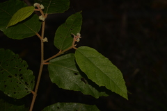 Seringia arborescens