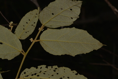 Seringia arborescens