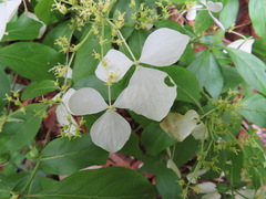Hydrangea scandens
