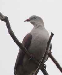 Ducula badia