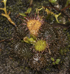 Drosera uniflora
