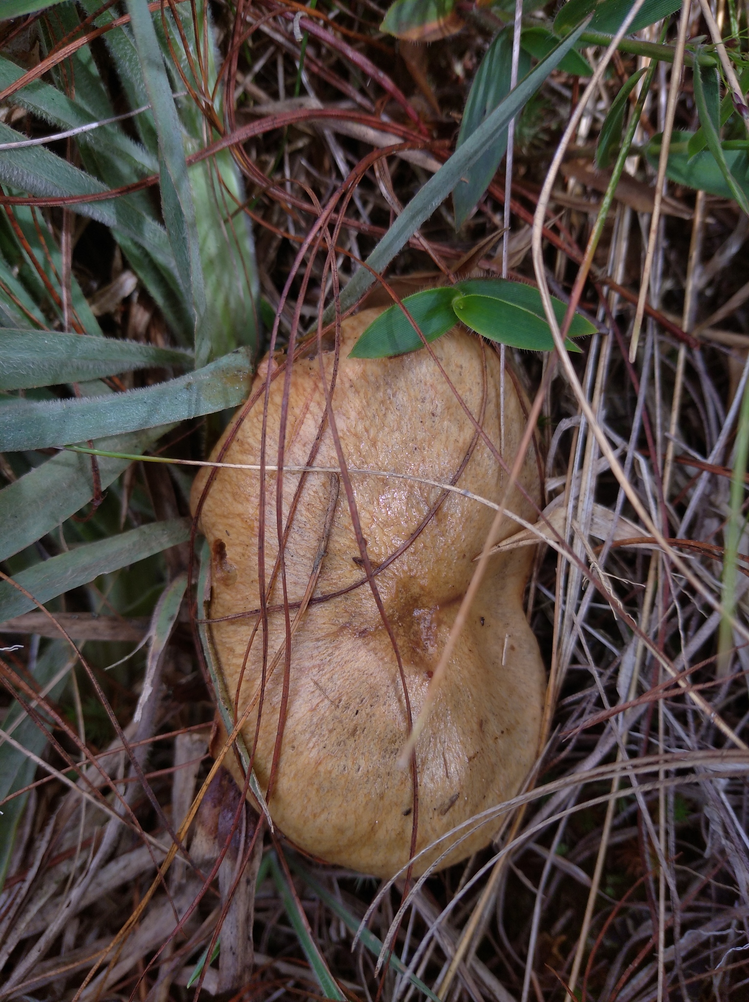 Suillus luteus image