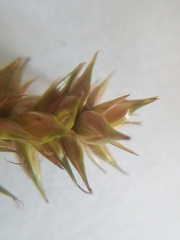 Carex spicata