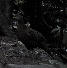 Polyplectron bicalcaratum