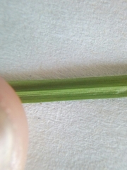Carex spicata