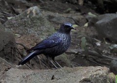 Myophonus caeruleus caeruleus