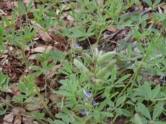 Lupinus texensis