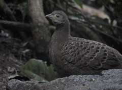 Polyplectron bicalcaratum