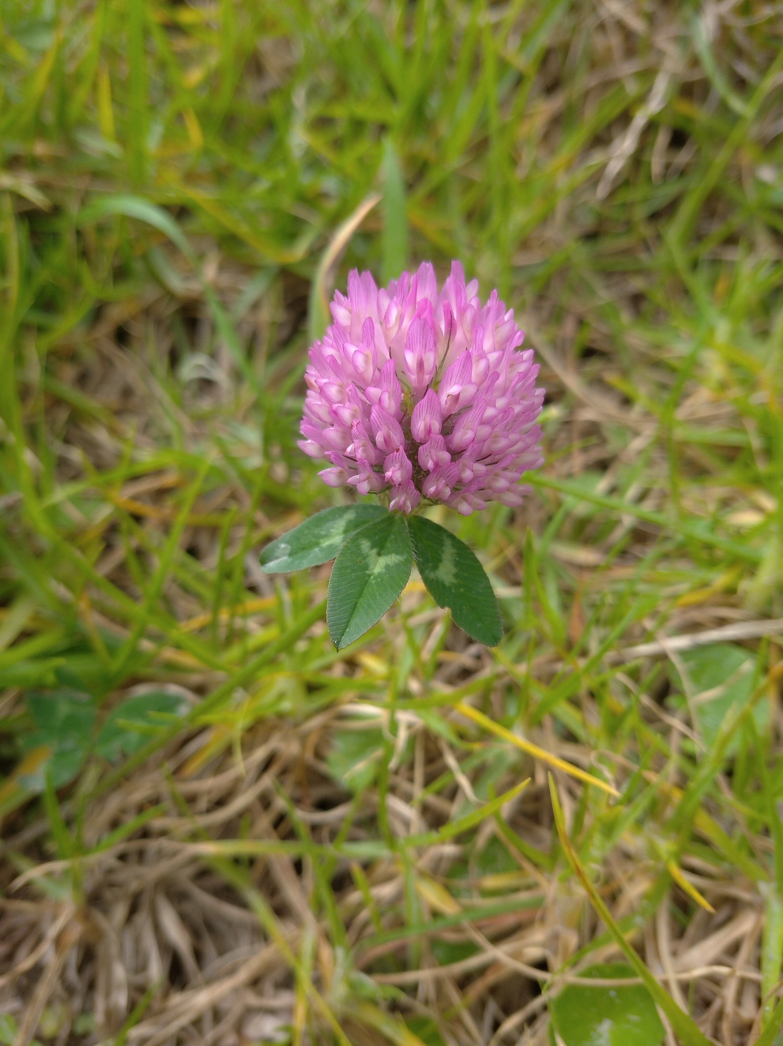 Trifolium pratense image
